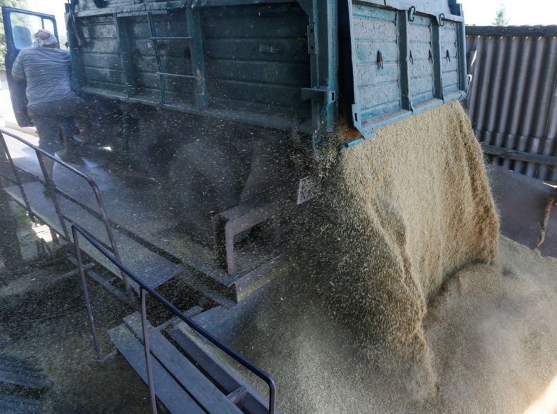 &copy; Reuters. A driver unloads a truck at a grain store during barley harvesting in the village of Zhovtneve, Ukraine, July 14, 2016.  REUTERS/Valentyn Ogirenko