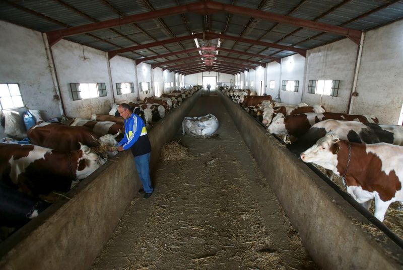 &copy; Reuters. FOTO DE ARCHIVO: Un hombre echa de comer a unas vacas en una granja de Tipasa, Argelia, el 2 de noviembre de 2021. REUTERS/Ramzi Boudina