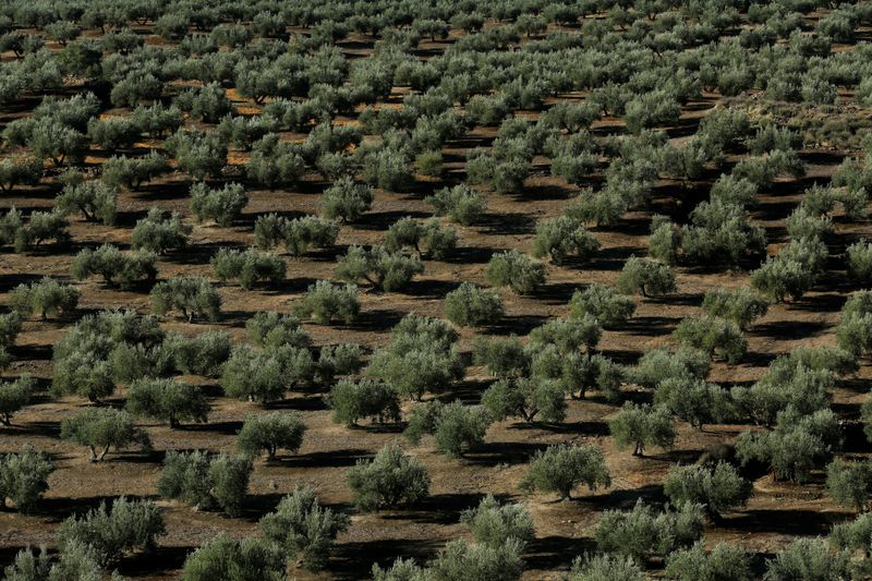 WTO gives mixed ruling on U.S. tariffs on Spanish olives