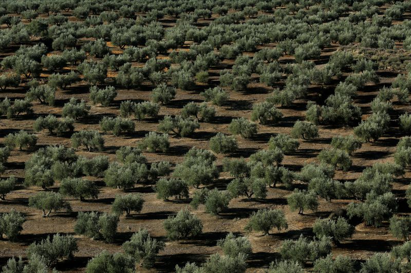 &copy; Reuters. FILE PHOTO: Olive trees stand in a grove in Porcuna, southern Spain October 15, 2019. Picture taken October 15, 2019. REUTERS/Marcelo del Pozo