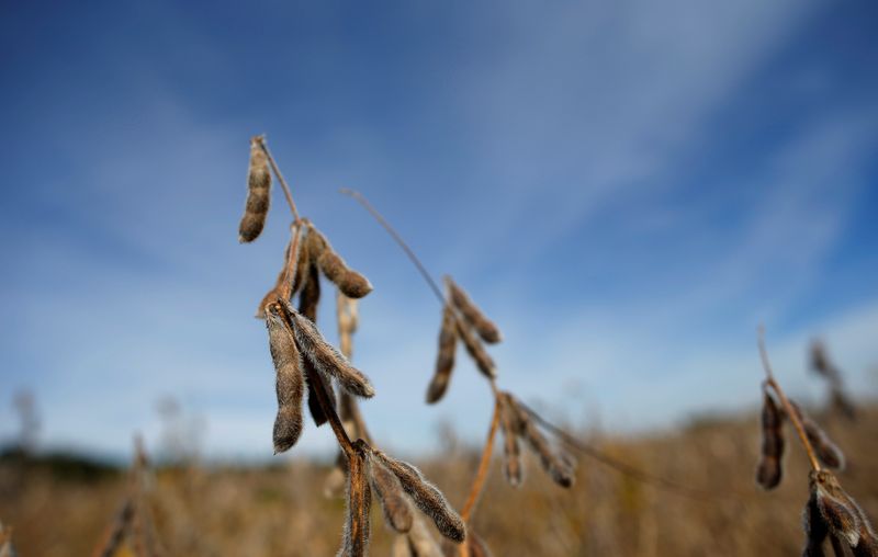 &copy; Reuters. Soybeans are seen in a field waiting to be harvested in Minooka, Illinois, September 24, 2014. REUTERS/Jim Young/File Photo