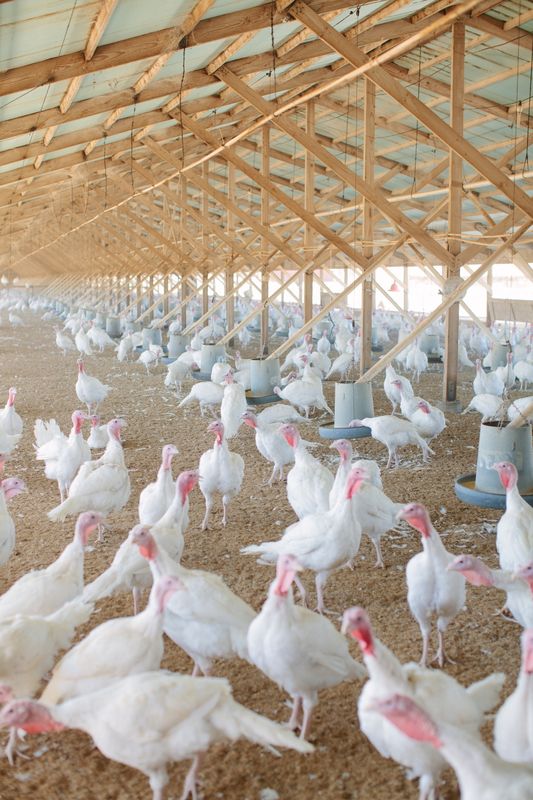 &copy; Reuters. Perus em rancho da família Diestel, em Sonora, Califórnia. 
9/11/2021
Diestel Family Ranch/Handout via REUTERS