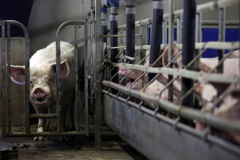 &copy; Reuters. FOTO DE ARCHIVO: Cerdos en una granja de cerdos en Lamballe, en Reino Unido, 5 de noviembre de 2013. REUTERS/Stephane Mahe