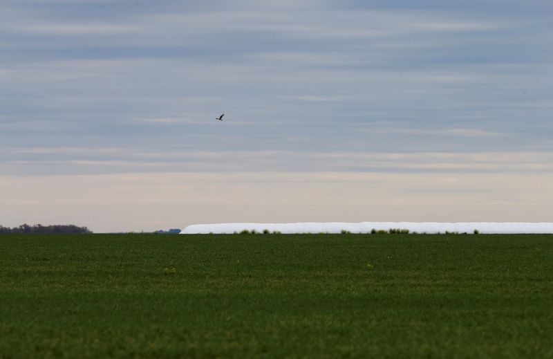 &copy; Reuters. Campo de trigo na Argentina. 
30/09/2019 
REUTERS/Agustin Marcarian