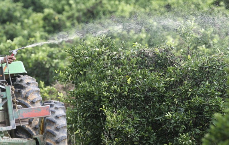 © Reuters. Agricultor aplica inseticida a área de cultivo de laranja em Limeira (SP) 
12/01/2012
REUTERS/Paulo Whitaker