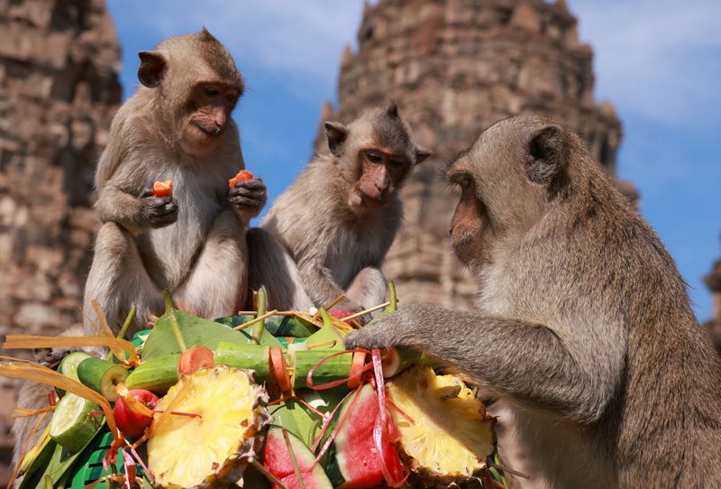 &copy; Reuters. Monkeys eat fruit during the annual Monkey Festival which resumed after a two-year gap caused by  the COVID-19 pandemic, in Lopburi province, Thailand, November 28, 2021. REUTERS/Jiraporn Kuhakan