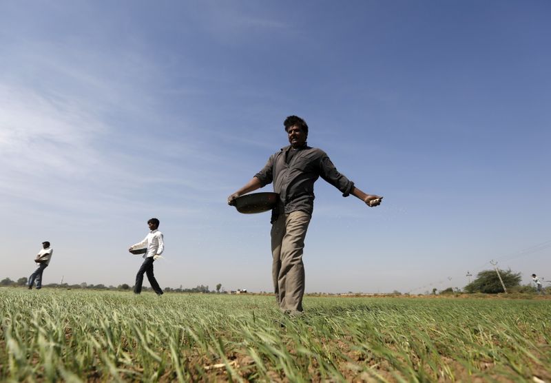 © Reuters. Imagen de archivo de agricultores lanzando fertilizante en un campo de trigo en las afueras de Ahmedabad, India. 15 de diciembre, 2015. REUTERS/Amit Dave/Archivo