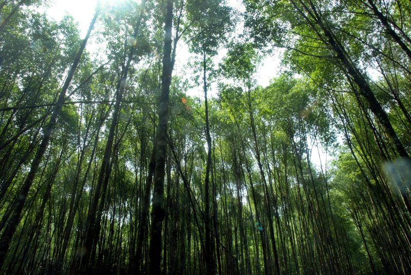 Brazil's Suzano CEO says $12-$13 carbon price could support forest regeneration