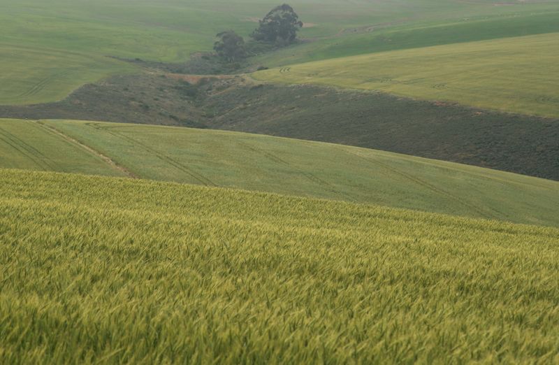 &copy; Reuters. FILE PHOTO: Fields of barley and wheat are seen outside Caledon near Cape Town, South Africa, October 20, 2021. REUTERS/Mike Hutchings/File Photo