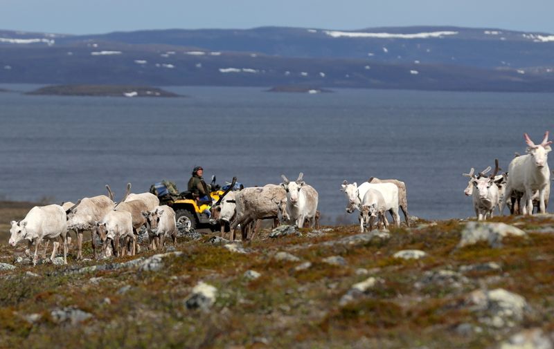 &copy; Reuters. FILE PHOTO: A Sami reindeer herder tends to his flock on the Finnmark Plateau, Norway, June 16, 2018. REUTERS/Stoyan Nenov//File Photo