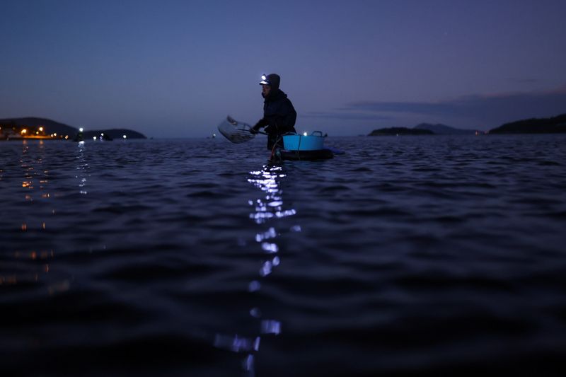 &copy; Reuters. Una mariscadora busca berberechos valiéndose de un rastrillo en la ría de Noia, donde otras 4.000 mujeres realizan el marisqueo a pie en las zonas intermareales de Galicia, España, el 15 de noviembre de 2021. REUTERS/Nacho Doce