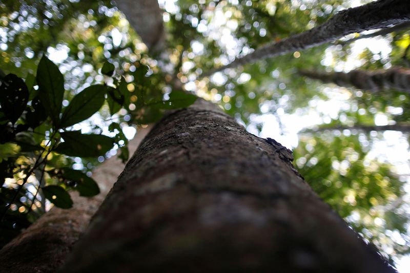 &copy; Reuters. FOTO DE ARCHIVO. Un árbol en un bosque de extracción de madera en la selva amazónica, dentro del Parque Forestal Nacional Jamari, en Itapuã do Oeste, estado de Rondonia, Brasil. 28 de septiembre de 2021. REUTERS/Adriano Machado