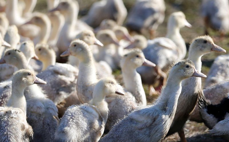 &copy; Reuters. Un deuxième foyer de grippe aviaire a été découvert ce week-end dans un élevage de volailles situé sur la commune de Winnezeele (Nord), annonce lundi la préfecture du département dans un communiqué. /Photo d'archives/REUTERS/Régis Duvignau