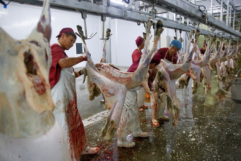 &copy; Reuters. صورة من أرشيف رويترز لرجال يزيلون جلد أغنام عقب ذبحها وذلك لتجهيزها لصناعة اللحوم الحلال في منغوليا.