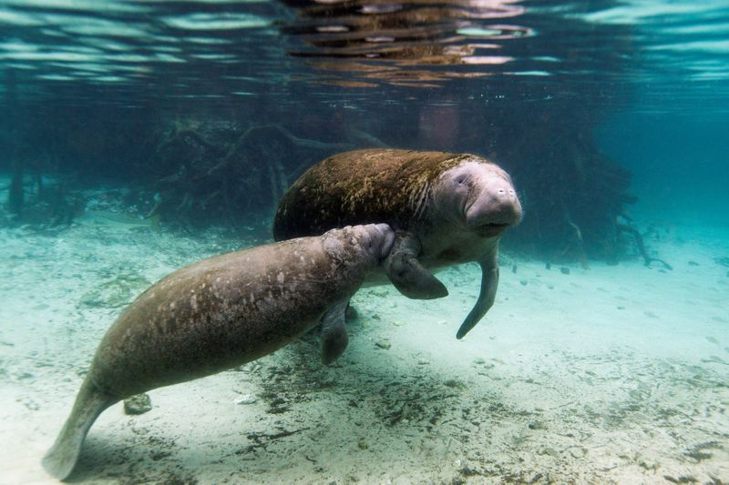 &copy; Reuters. FILE PHOTO: A manatee calf nurses from its mother inside of the Three Sisters Springs in Crystal River, Florida January 15, 2015. REUTERS/Scott Audette