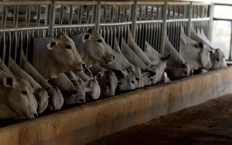 Confinamento de gado no Brasil tem recorde apesar de embargo chinês, diz DSM