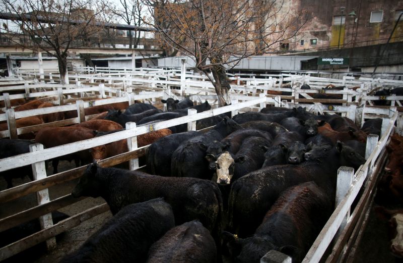 &copy; Reuters. FILE PHOTO: Cattle for sale are seen inside corrals at the Liniers market, in Buenos Aires, Argentina August 27, 2019. Picture taken August 27, 2019. REUTERS/Agustin Marcarian