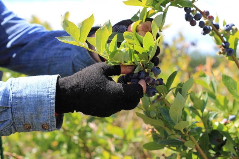 &copy; Reuters. FILE PHOTO: A blueberry picker picks fruit at Lohas Farms in Richmond, British Columbia, Canada on July 3, 2016. REUTERS/Julie Gordon//File Photo