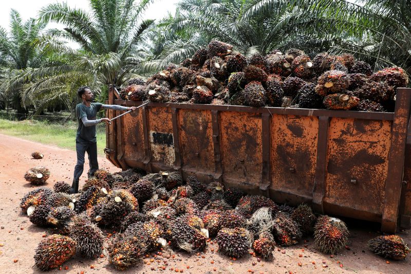&copy; Reuters. FILE PHOTO: A worker loads palm oil fruit bunches at an oil palm plantation in Slim River, Malaysia August 12, 2021. Picture taken August 12, 2021. REUTERS/Lim Huey Teng