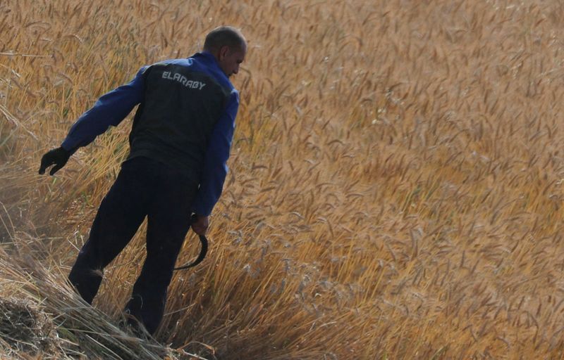 &copy; Reuters. مزارع مصري يحصد القمح في حقل بقرية قرب بنها شمالي العاصمة المصرية القاهرة. صورة من أرشيف رويترز.