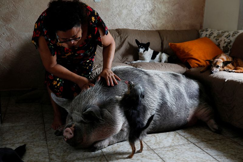 &copy; Reuters. Rosângela dos Santos Lara acaricia sua porca, Lilica, em sua casa em Peruíbe, litoral de São Paulo
08/11/2021 REUTERS/Amanda Perobelli