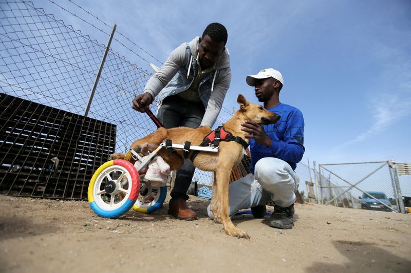 &copy; Reuters. المهندس الفلسطيني إسماعيل العر (الى اليسار) والمسؤول عن رعاية الحيوانات سائد العر يضعان كلبًا معاقا على كرسي متحرك جديد في مدينة غزة يوم 6 دي