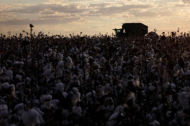 &copy; Reuters. Máquina coletando algodão no estado da Bahia, Brasil. 
11/09/2018 
REUTERS/Ricardo Moraes