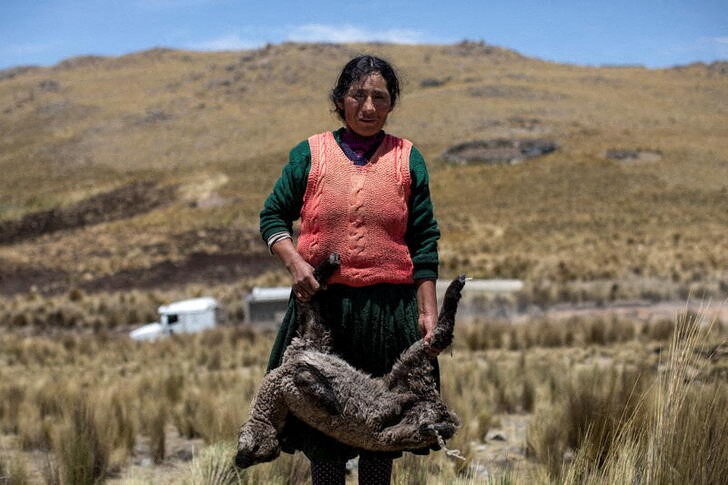&copy; Reuters. Felicita Quispe sostiene una oveja que, según ella, murió debido al polvo levantado en una carretera utilizada por los camiones mineros, en la comunidad de Chumbivilcas, en las afueras de Cusco, Perú. 13 de octubre de 2021. REUTERS/Ángela Ponce