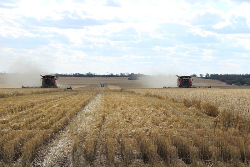 &copy; Reuters. Foto de archivo de dos cosechadoras en un campo de trigo en Moree, Australia
Oct 27, 2020. 
REUTERS/Jonathan Barrett/ 

