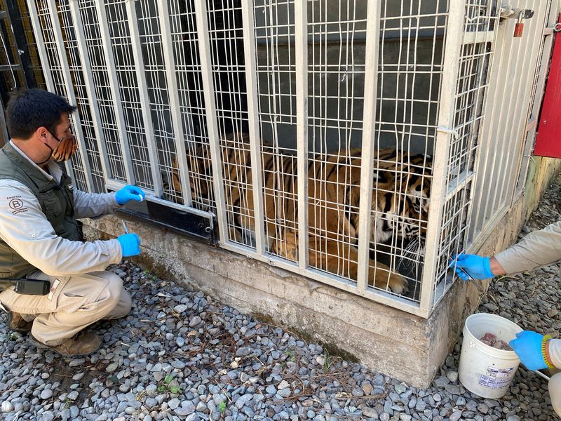 Zoo in Chile tests experimental COVID vaccine on lions and tigers
