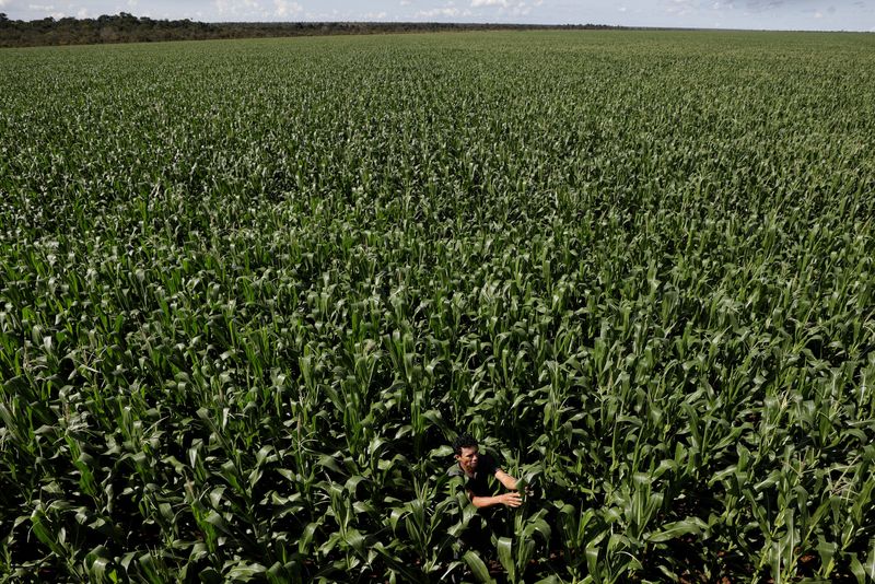 © Reuters. Plantação de soja em Campo Novo do Parecis (MT)
26/04/2018
REUTERS/Ueslei Marcelino