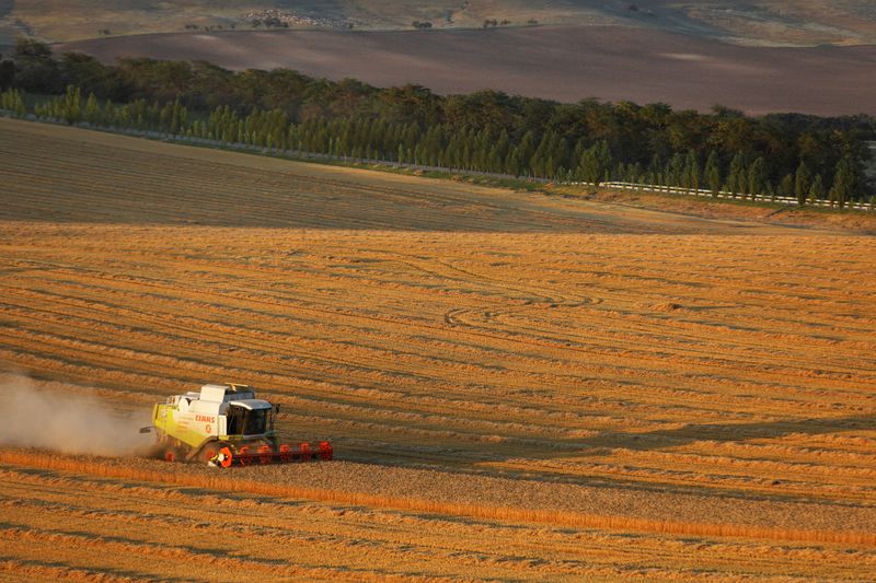 © Reuters. A combine harvests wheat in a field near the village of Suvorovskaya in Stavropol Region, Russia July 17, 2021. Picture taken July 17, 2021. REUTERS/Eduard Korniyenko