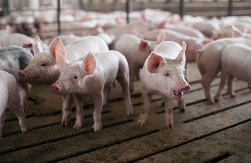 U.S. pork producer to limit sales in California over new pig law