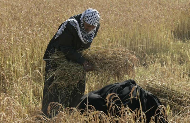 © Reuters. رجل يمسك حزمة من أرز تم حصده في النجف بصورة من أرشيف رويترز.