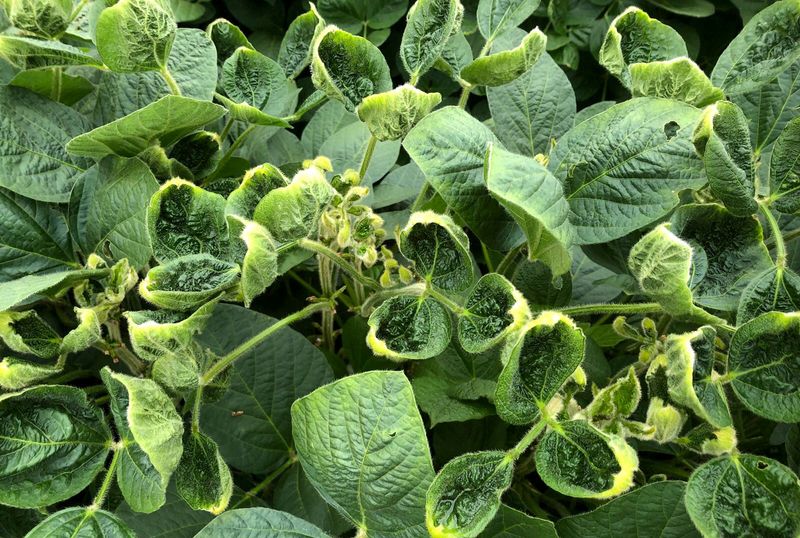 &copy; Reuters. FILE PHOTO: Soy leaves that were damaged by the weed killer dicamba as part of University of Wisconsin research into whether the herbicide drifted away from where it was sprayed in Arlington, Wisconsin, U.S., August 2, 2018. REUTERS/Tom Polansek