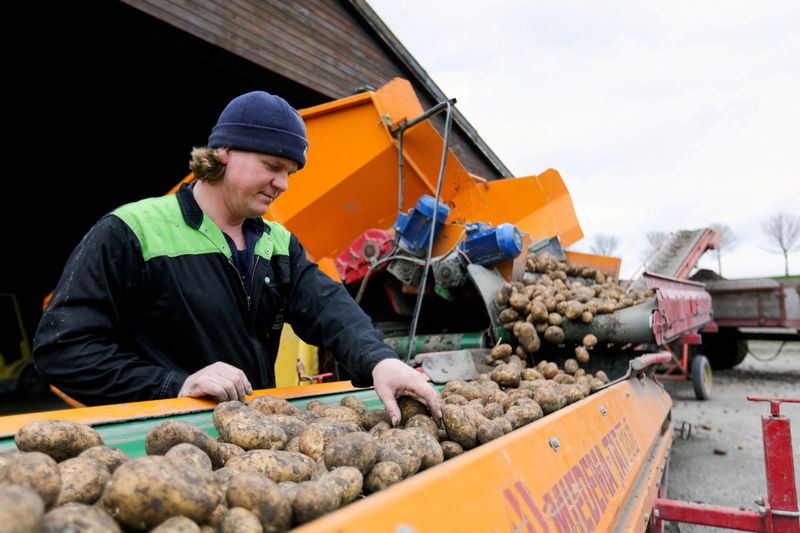 &copy; Reuters. FILE PHOTO: A farmer handles a large stock of potatoes that he can?t sell to restaurants or catering services, as they are closed due the coronavirus disease (COVID-19) outbreak, at his property in Purmer, Netherlands, April 3, 2020. REUTERS/Eva Plevier