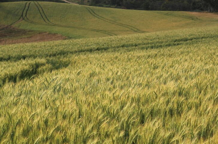 &copy; Reuters. Fields of barley and wheat are seen outside Caledon near Cape Town, South Africa, October 20, 2021. Picture taken October 20, 2021.  REUTERS/Mike Hutchings