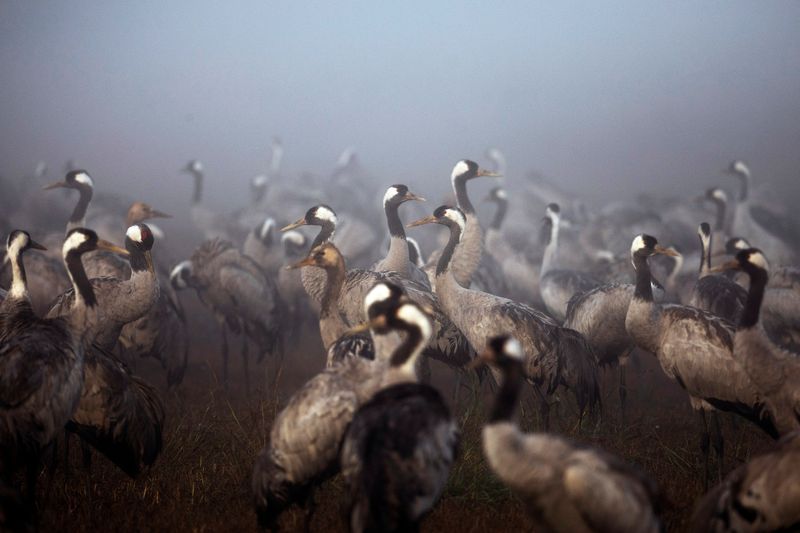 Bird flu kills thousands of cranes in Israel, poultry also culled