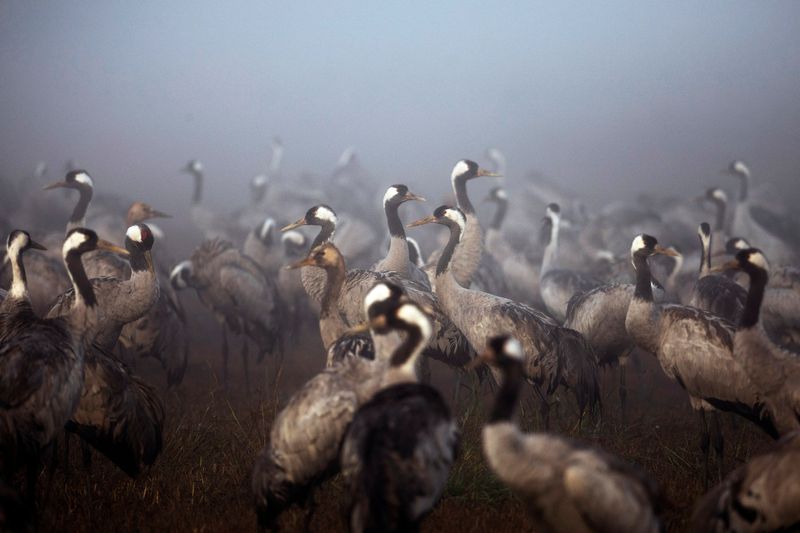 &copy; Reuters. Aves se reúnem durante a temporada de migração em uma manhã nublada na Reserva Natural de Hula, no norte de Israel
17/11/2020
REUTERS/Ronen Zvulun