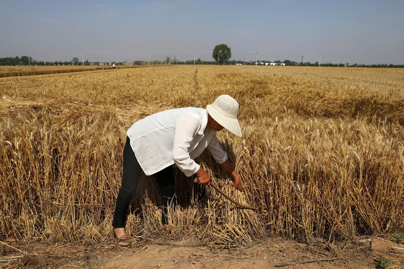 &copy; Reuters. 　１２月２７日、中国の唐仁健農業農村相は、穀物の安全保障を確保するため、来年はトウモロコシの生産を安定させ、大豆の生産を増やすと述べた。河北省邯鄲市で６月撮影（２０２１年