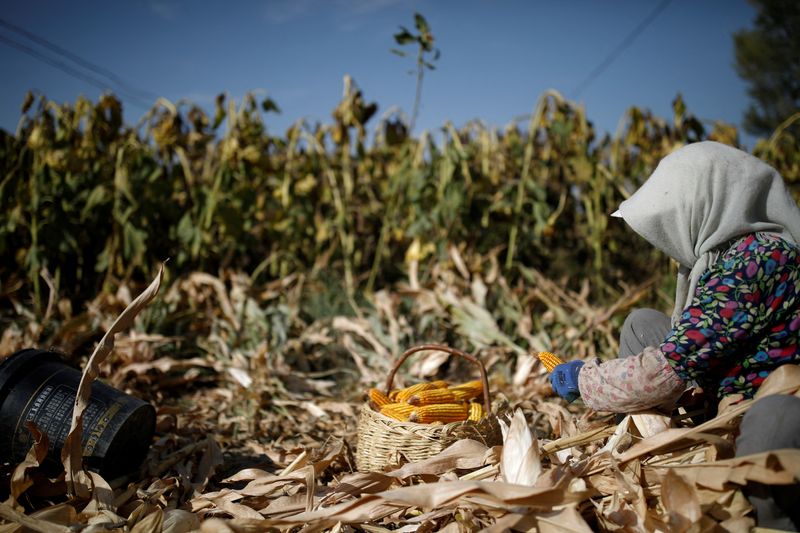 &copy; Reuters. Foto de archivo de una campesina cosechando maíz en Jiayuguan, en la provinciaq china de Gansu 
Sep 28, 2020. REUTERS/Carlos Garcia Rawlins