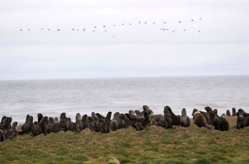 &copy; Reuters. FILE PHOTO: Fur seals rest along the northern shore in St. George, Alaska, U.S., May 22, 2021. REUTERS/Nathan Howard