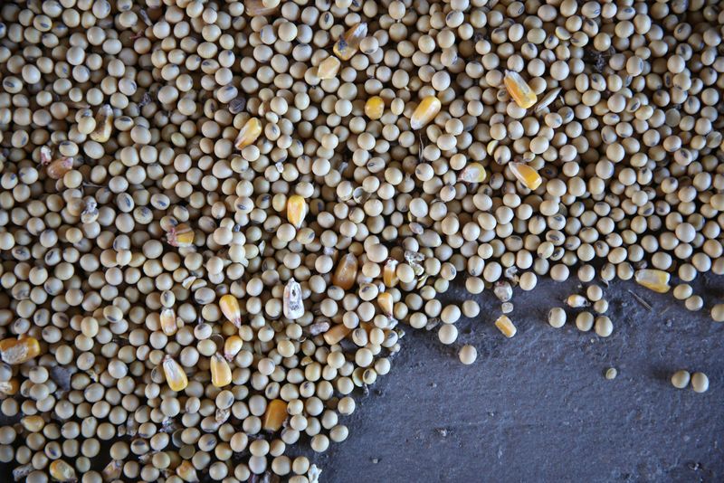 &copy; Reuters. Imagen de archivo de granos de soja y maíz en el piso de un granero mientras se carga un camión con soja en una granja en Buda, Illinois, Estados Unidos. 6 de julio, 2018. REUTERS/Daniel Acker/Archivo