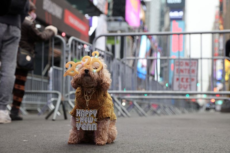 © Reuters. Teddy, a 12-year-old miniature poodle wearing 2022 glasses sits on West 47th Street ahead of New Year's Eve celebrations at Times Square as the Omicron variant continues to spread in the Manhattan borough of New York City, U.S., December 31, 2021. REUTERS/Stefan Jeremiah