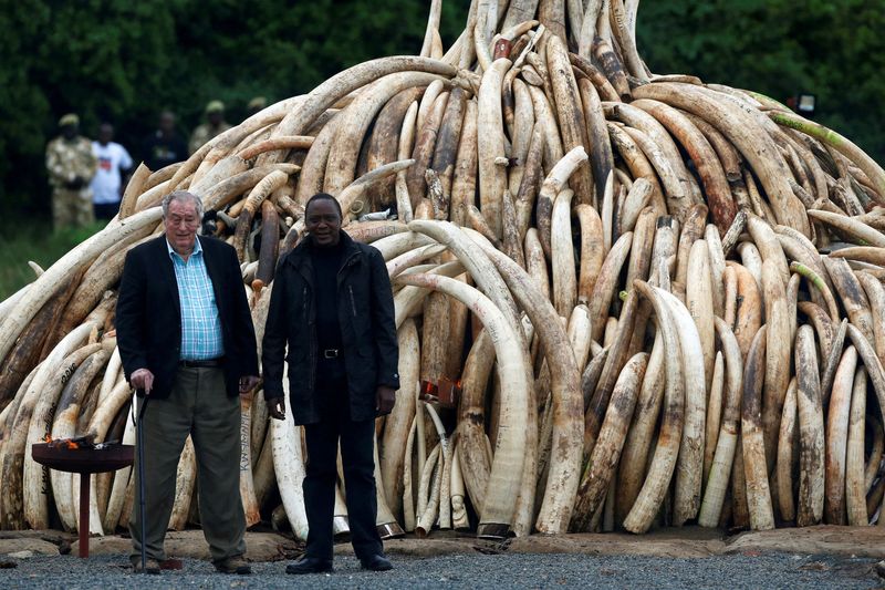 &copy; Reuters. FILE PHOTO: Kenyan President Uhuru Kenyatta (right) and chairman of the Kenyan Wildlife Service (KWS) Richard Leakey (left) pose for the press after the president lit on fire parts of an estimated 105 tonnes of ivory and a tonne of rhino horn confiscated 