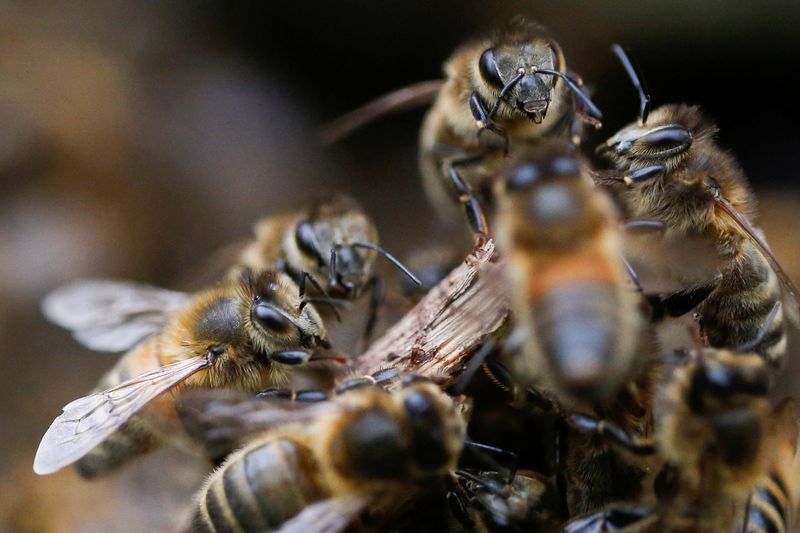 Policiais ficam feridos por picadas de abelha em protesto de apicultores no Chile