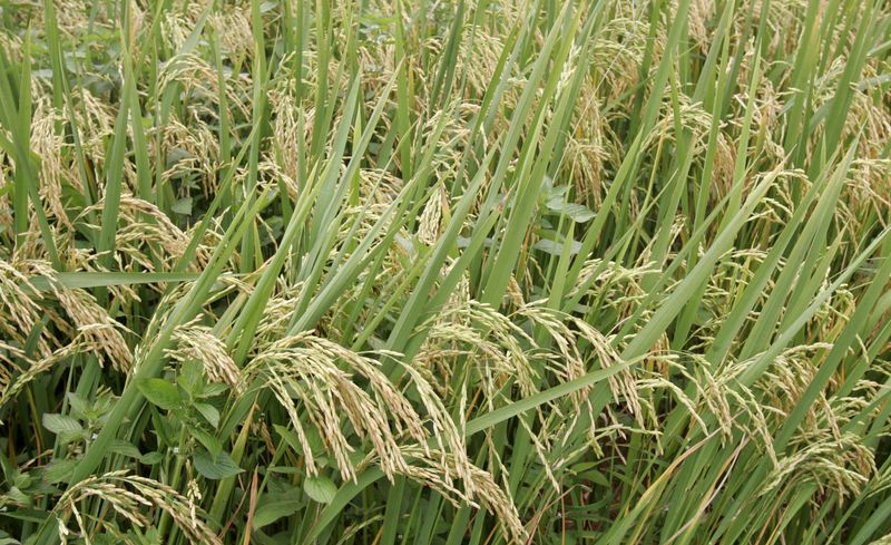 &copy; Reuters. Plantação de arroz em Sorriso (MT)
28/02/2008
REUTERS/Paulo Whitaker 