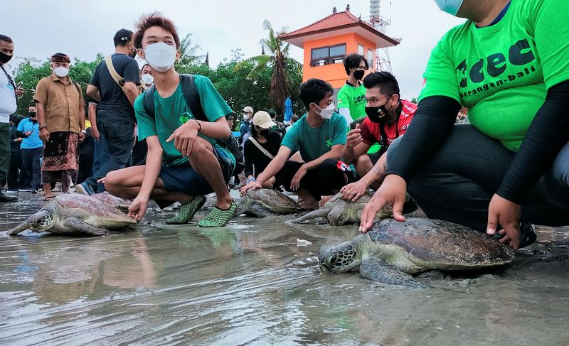 &copy; Reuters. متطوعون يعدون السلاحف البحرية ليتم إطلاقها على ساحل كوتا في بالي بإندونيسيا يوم السبت. تصوير: سلطان أنشوري - رويترز (يحظر إعادة بيع الصورة أو