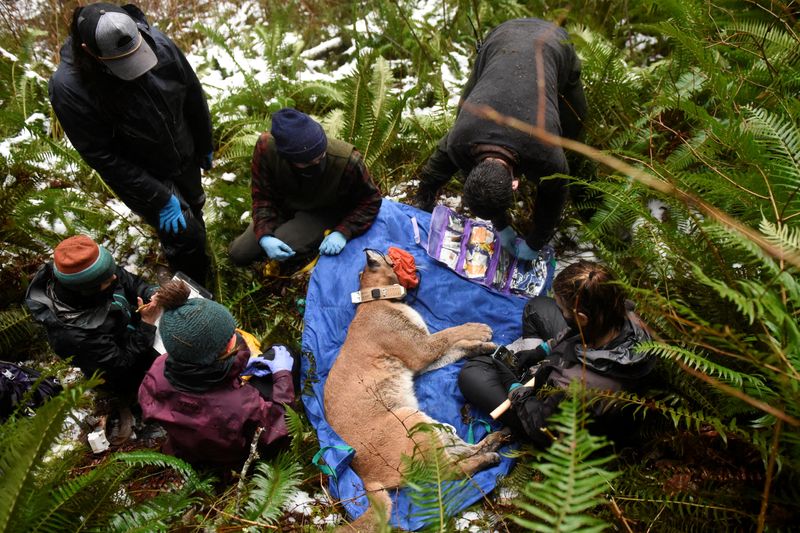&copy; Reuters. Olympic Cougar Project members work to replace the GPS collar on Lilu, a wild cougar, near Port Angeles, Washington, U.S., December 14, 2021.  REUTERS/Stephanie Keith    