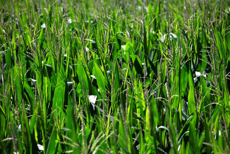 &copy; Reuters. FILE PHOTO: Corn plants grow in a field in Buda, Illinois, U.S., July 6, 2018.  REUTERS/Daniel Acker